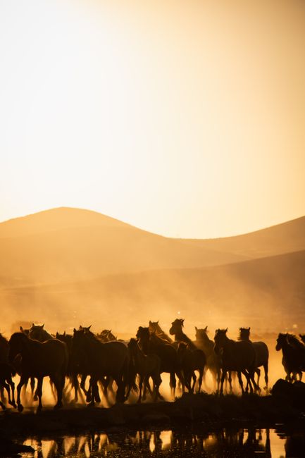Majestic herd of horses silhouetted by sunrise, galloping across a misty field.
