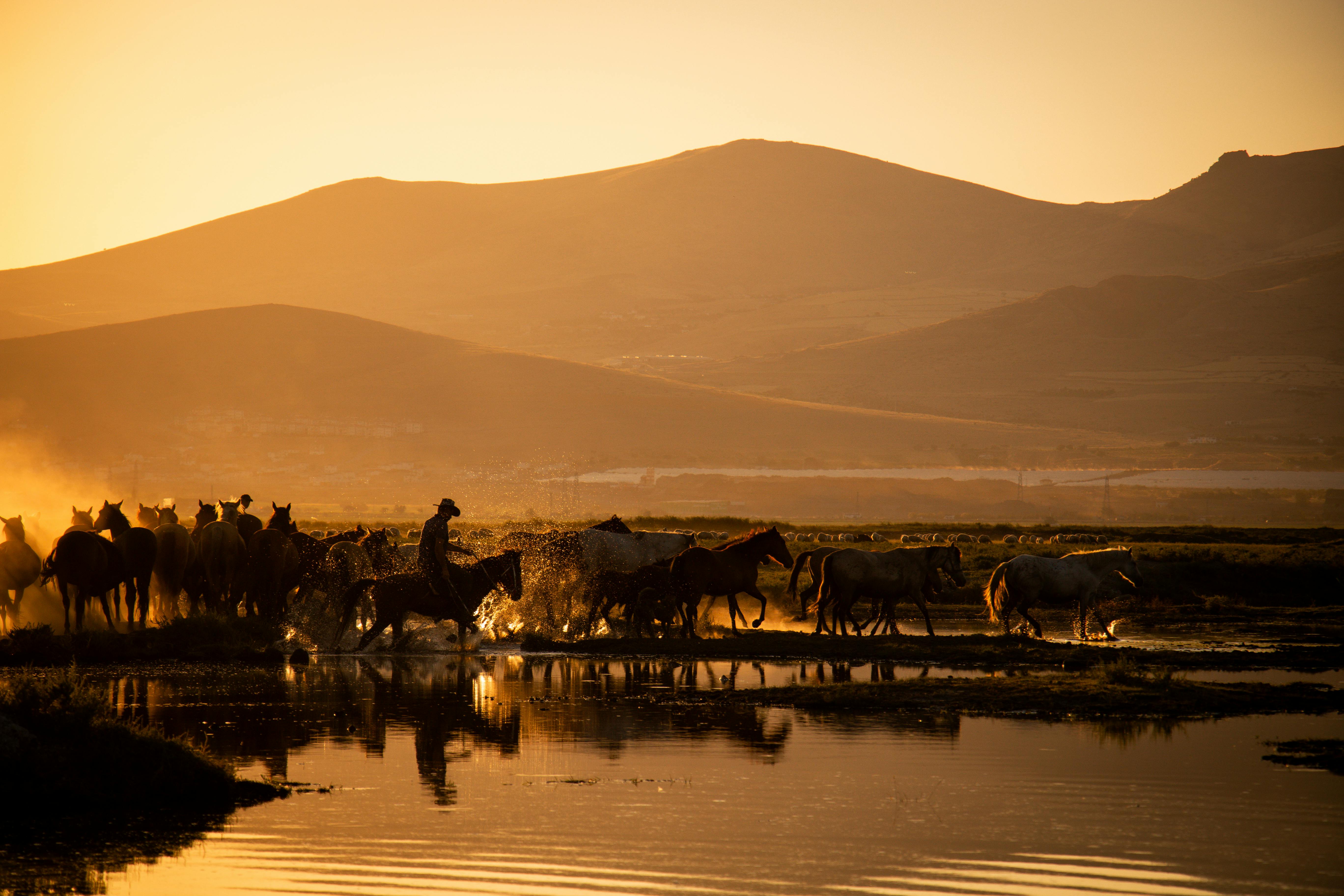 Kolam Kecilku Menjadi Kuburan Rusa Setiap Malam