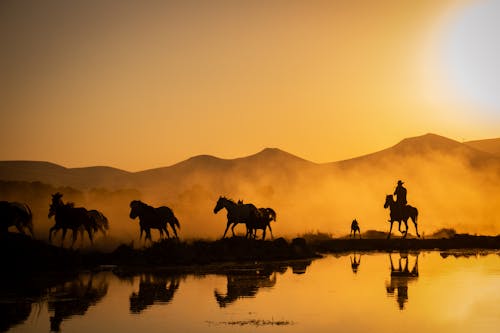 arkadan aydınlatılmış, atlar, büyükbaş hayvan sürüsü içeren Ücretsiz stok fotoğraf