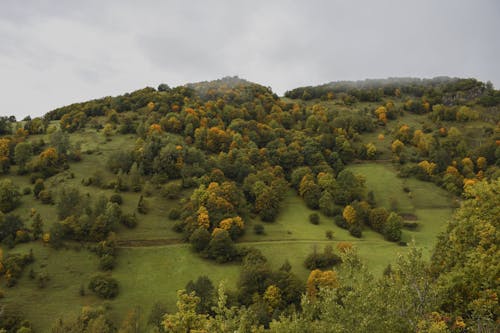 樹木, 秋天, 秋天的树木 的 免费素材图片