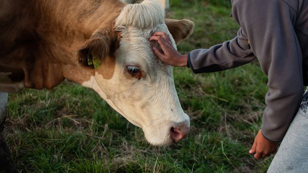 A Person Touching a Cow