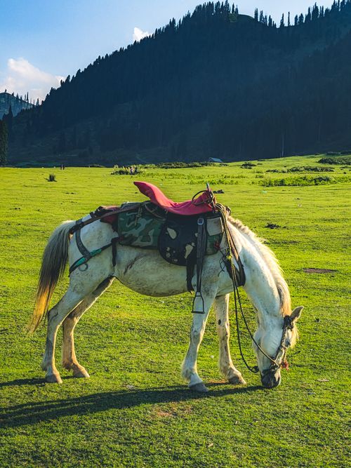 Free Beautiful white horse with a saddle grazing peacefully on a vibrant green pasture in a rural landscape. Stock Photo