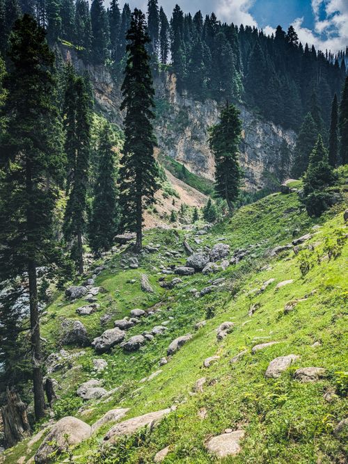 Free Explore this scenic mountain landscape featuring tall pine trees, lush greenery, and rocky terrain. Stock Photo