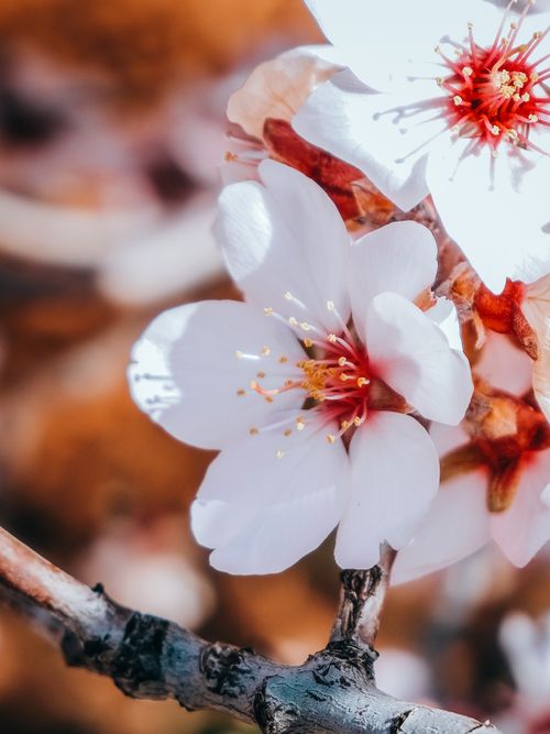 Free Detailed view of delicate cherry blossoms in full bloom, highlighting the beauty of spring. Stock Photo