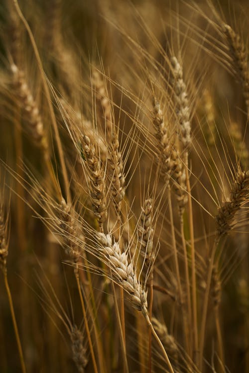 Field of Wheat