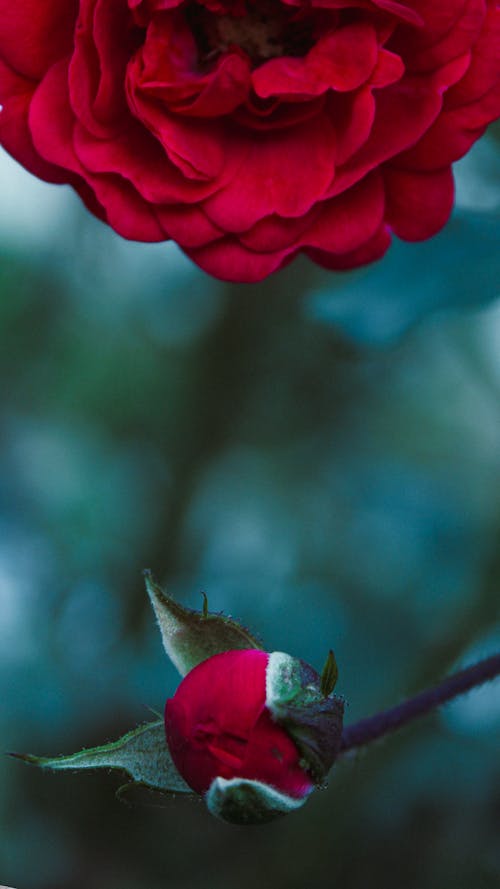 꽃, 꽃이 피는, 발아의 무료 스톡 사진
