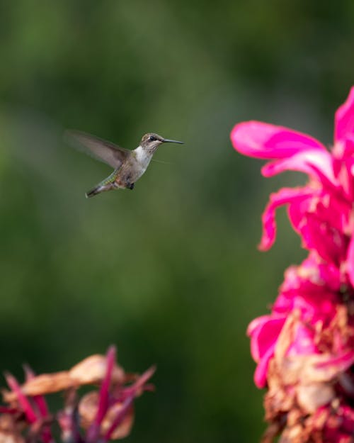 Close up of Flying Hummingbird