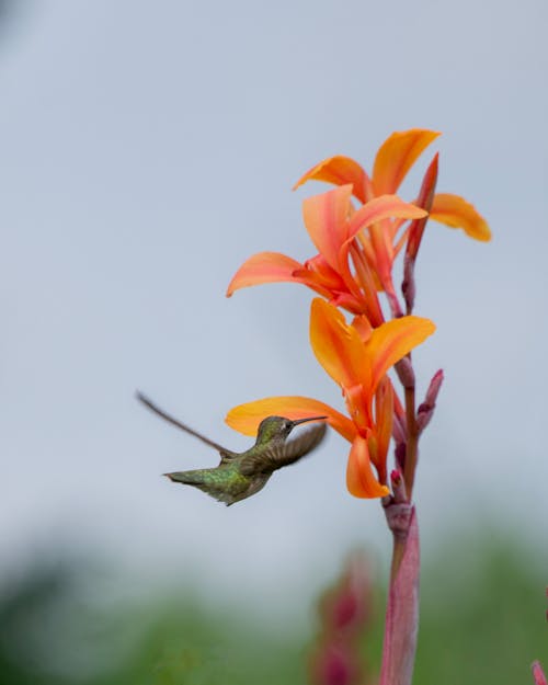 Hummingbird by Indian Shot Flower