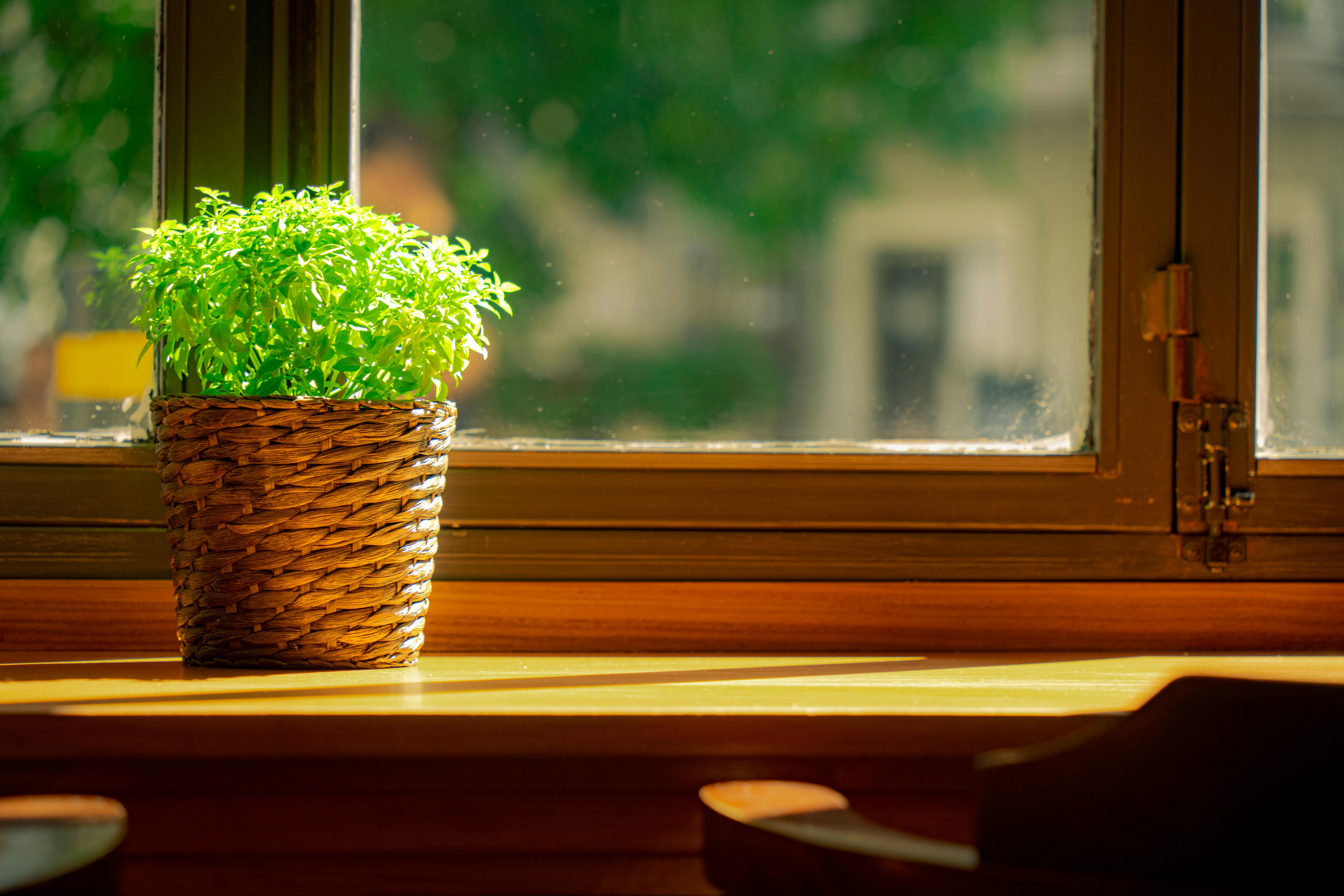 Beneficios de elegir pintura ecológica para tu hogar