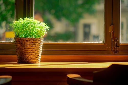 A Plant on a Windowsill