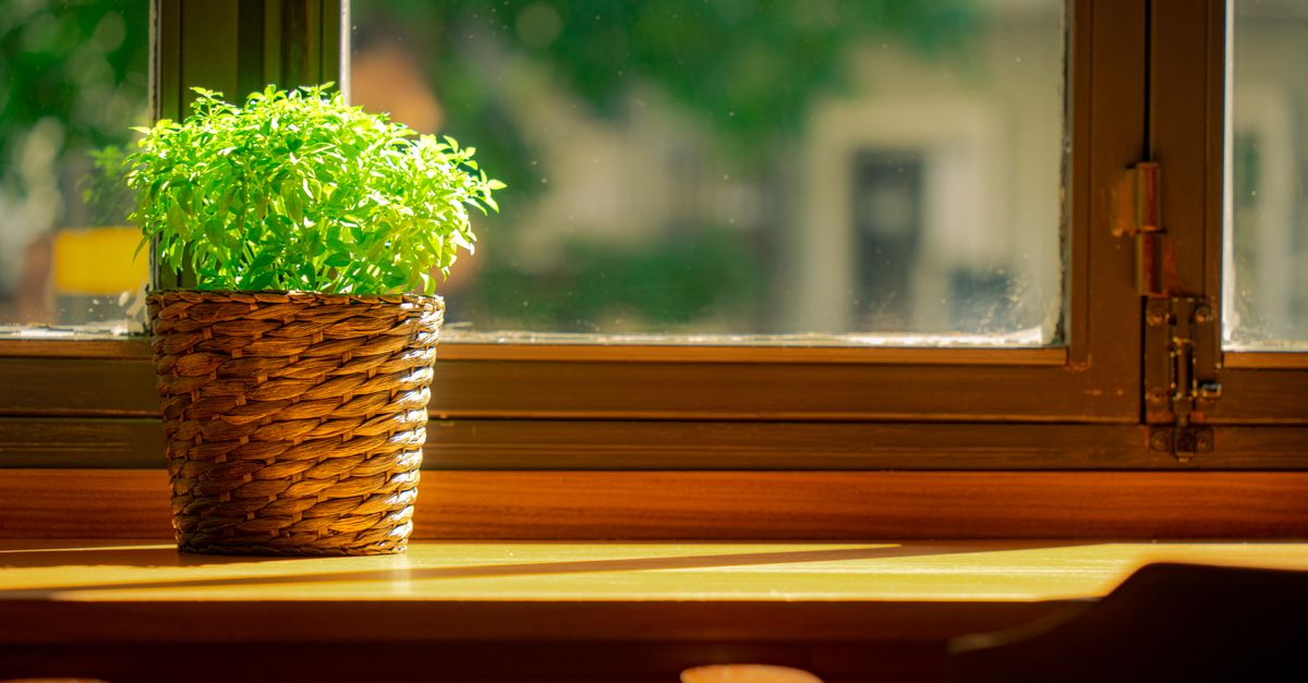 Beneficios de elegir pintura ecológica para tu hogar
