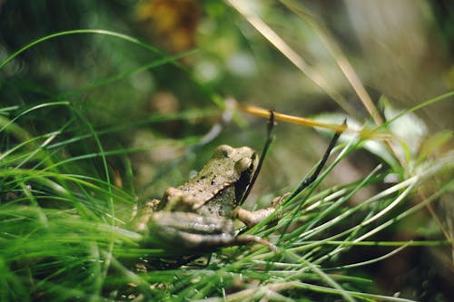 A frog sitting in the grass with its eyes closed