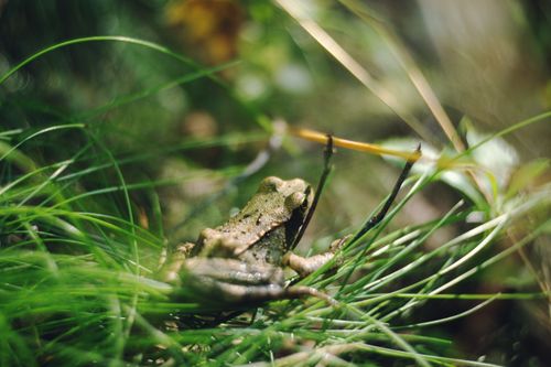 Free A macro shot of a frog resting on green grass and moss, showcasing nature's beauty. Stock Photo