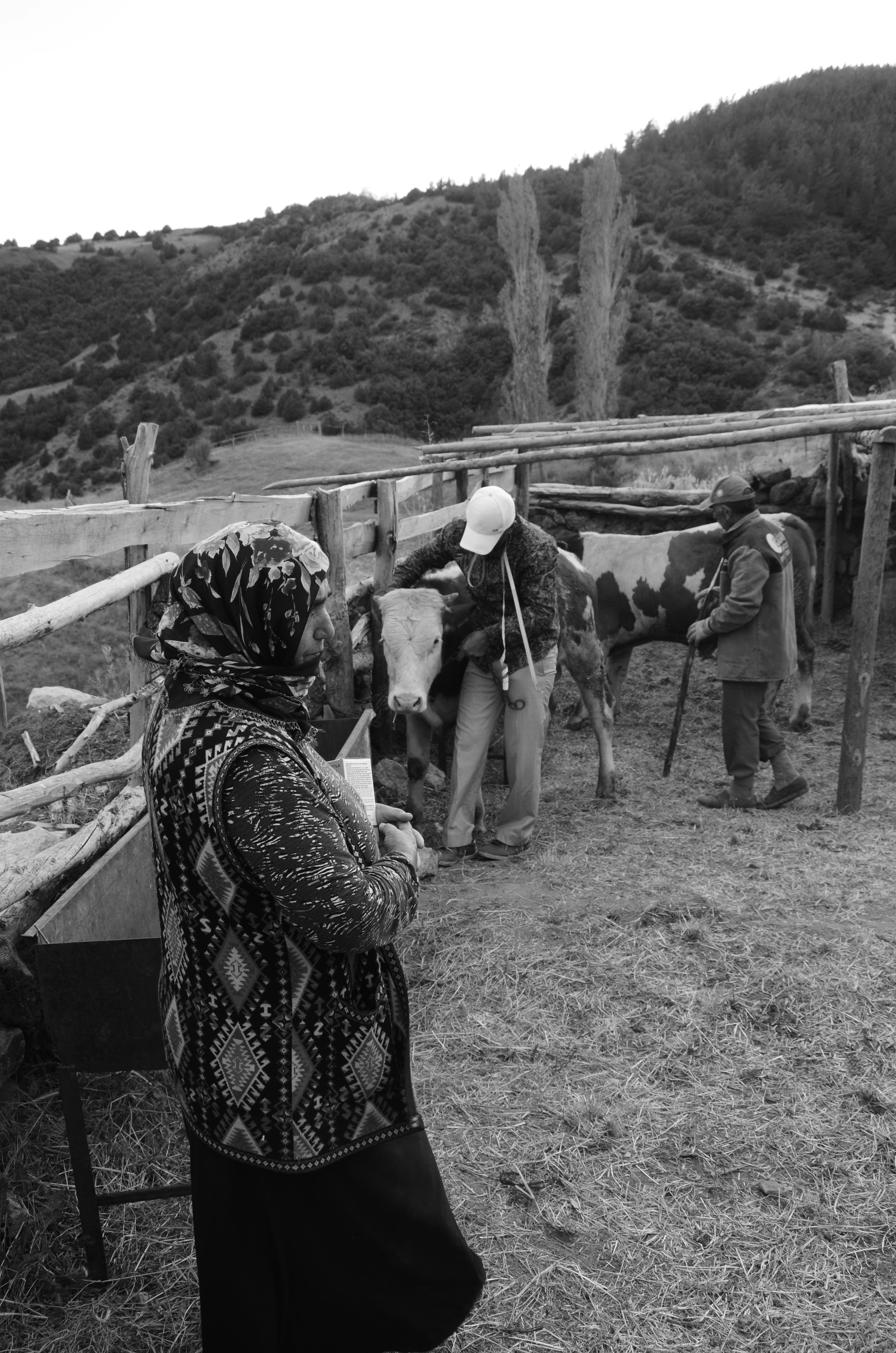 Woman and Man Shepherding Cattle · Free Stock Photo
