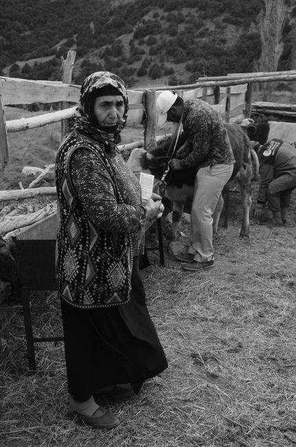 2026'da Kurban Kesmede Zenginliğin Ölçüsü: Gelenek, Modernite ve Ekonomik Gerçekler 4 Black and white photo of an elderly woman on a farm beside a cow pen and workers.