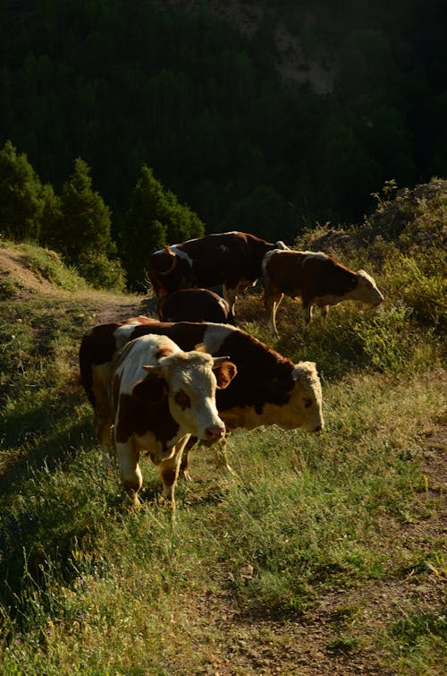 View of Cows on a Pasture in Sunlight 