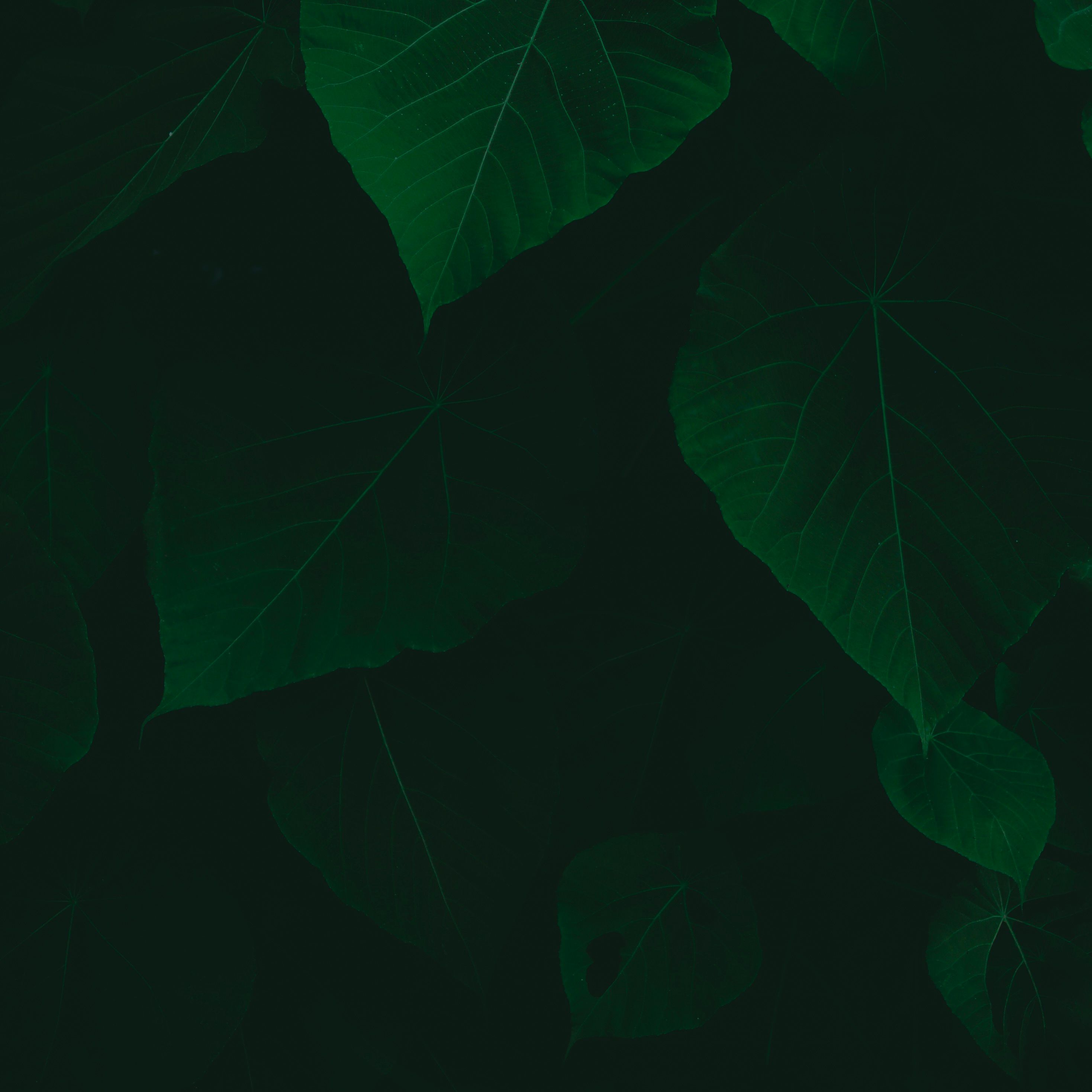 A captivating image of lush green foliage featuring dark leaves in a natural setting.