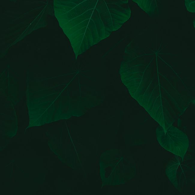 A captivating image of lush green foliage featuring dark leaves in a natural setting.