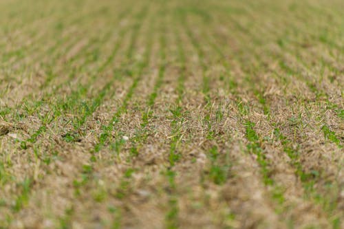 Grass on Rural Field
