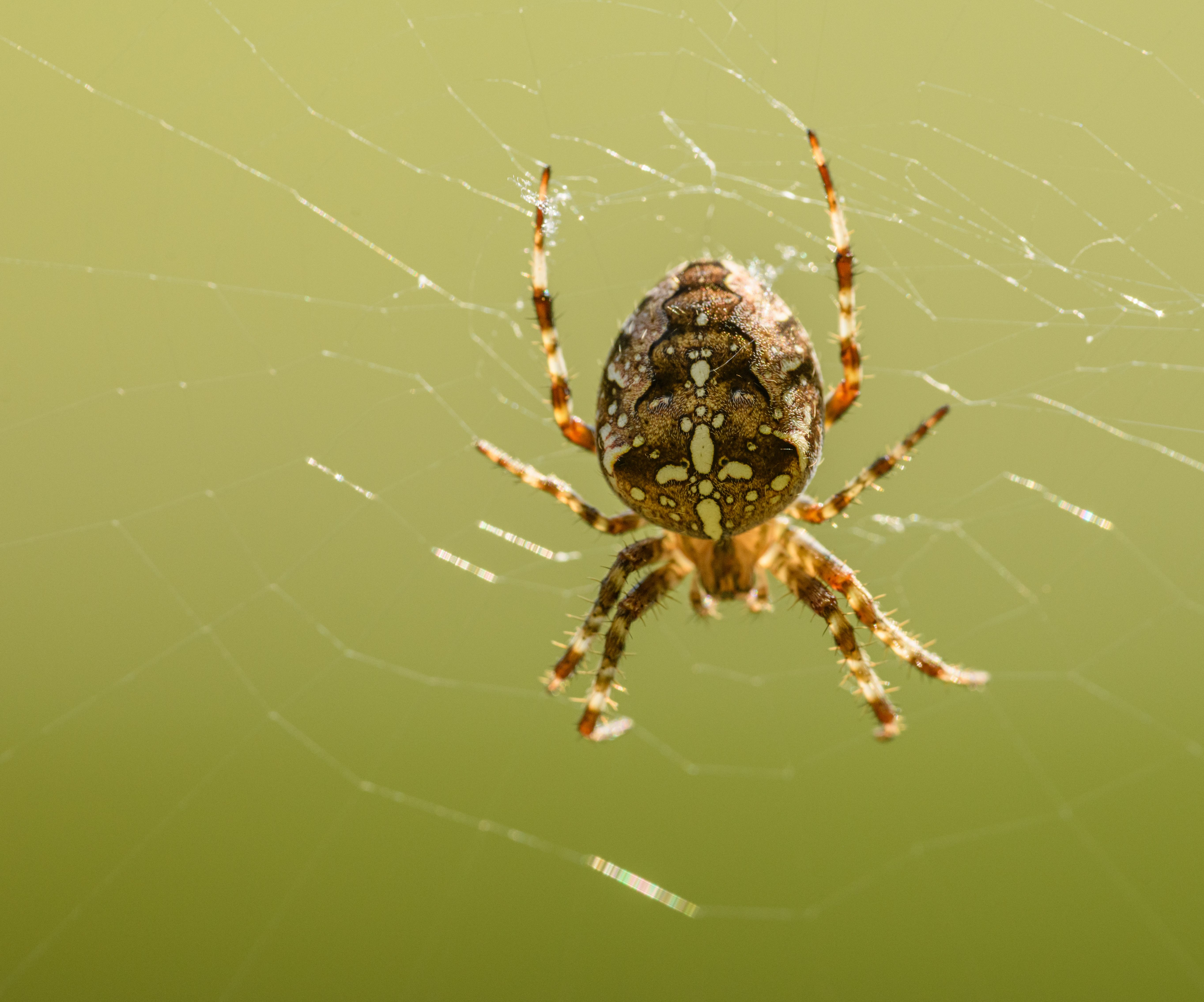 European Garden Spider on Spiderweb · Free Stock Photo