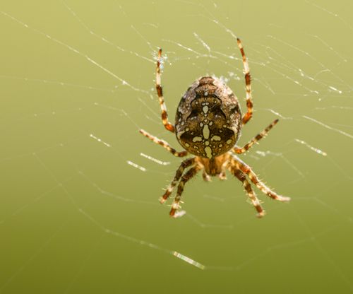Free Detailed close-up of a European garden spider in its web, perfect for nature enthusiasts. Stock Photo