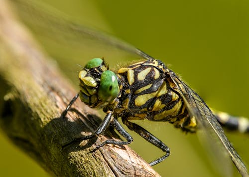 Základová fotografie zdarma na téma detail, fotografie divoké přírody, fotografování zvířat