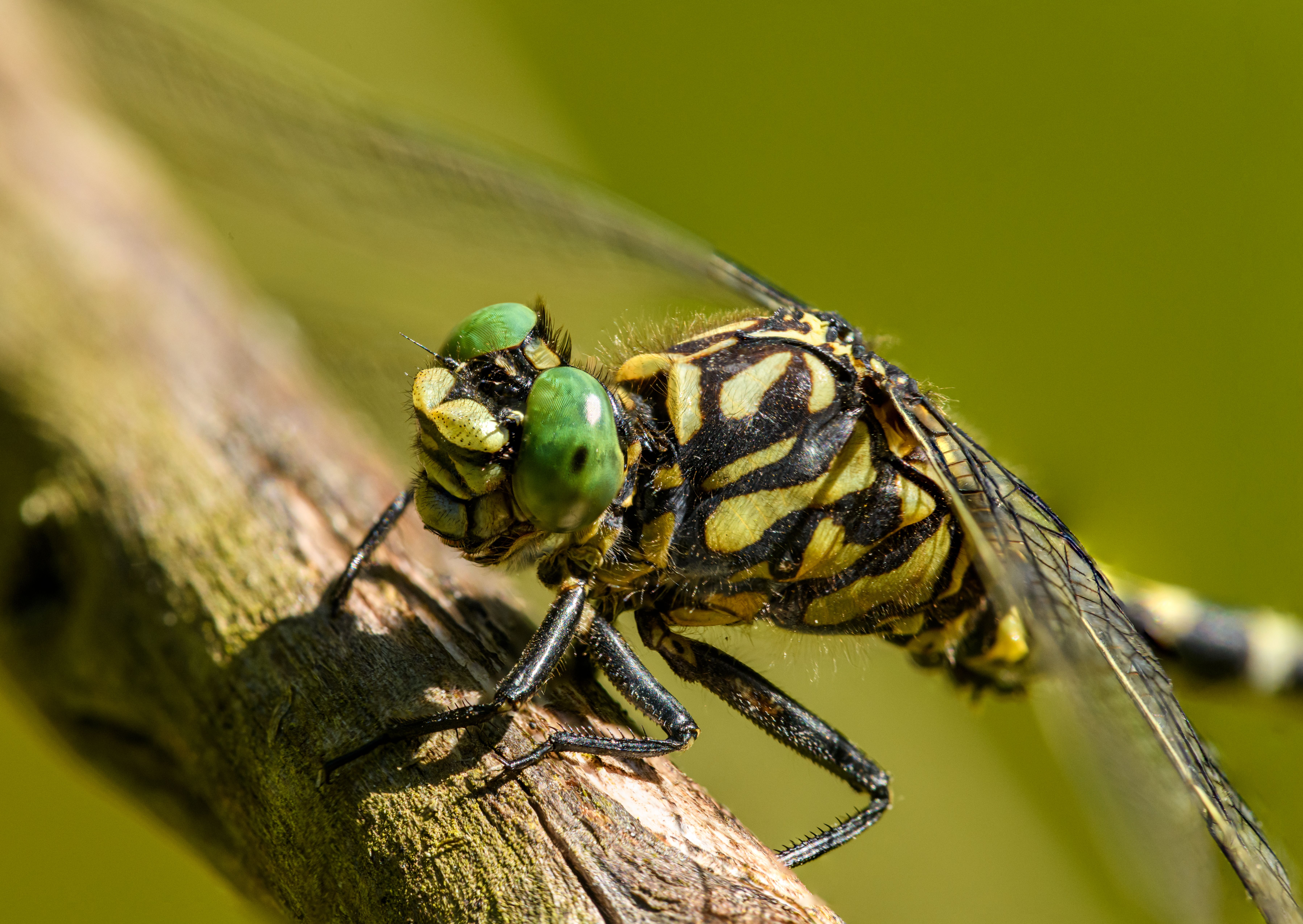 Close up of Dragonfly · Free Stock Photo