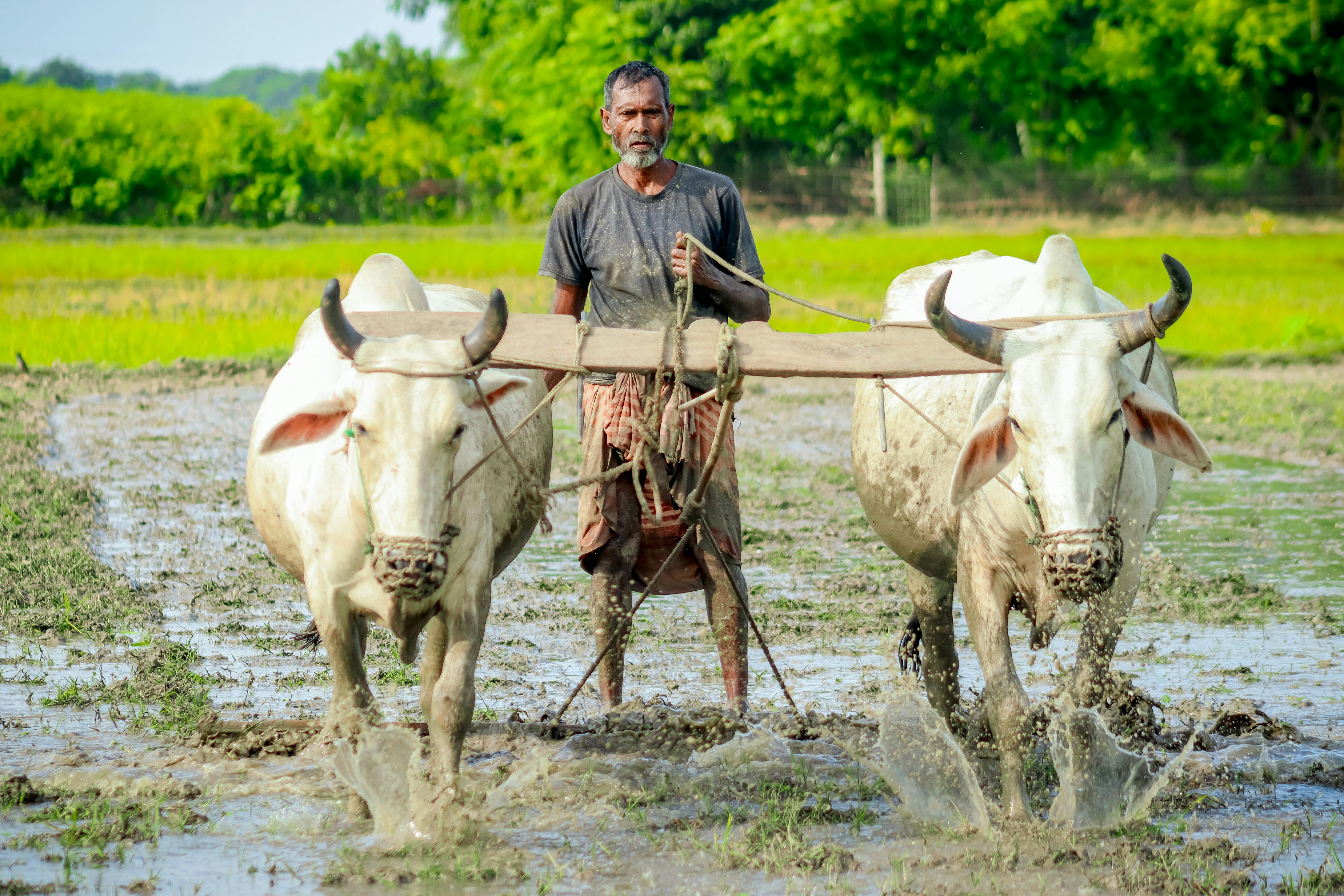 Many farmers utilize life insurance for farm financing — Photo by Md Aslam Hossain on Pexels