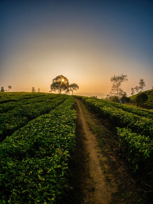 Tea Plantation in The Morning