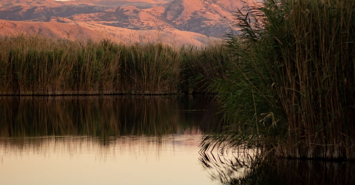 Lake Rushes Lake with Rushes at Sunset · Free Stock Photo