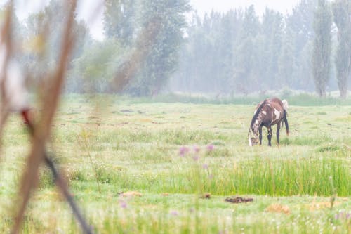 Kostenloses Stock Foto zu außerorts, grasfläche, natur