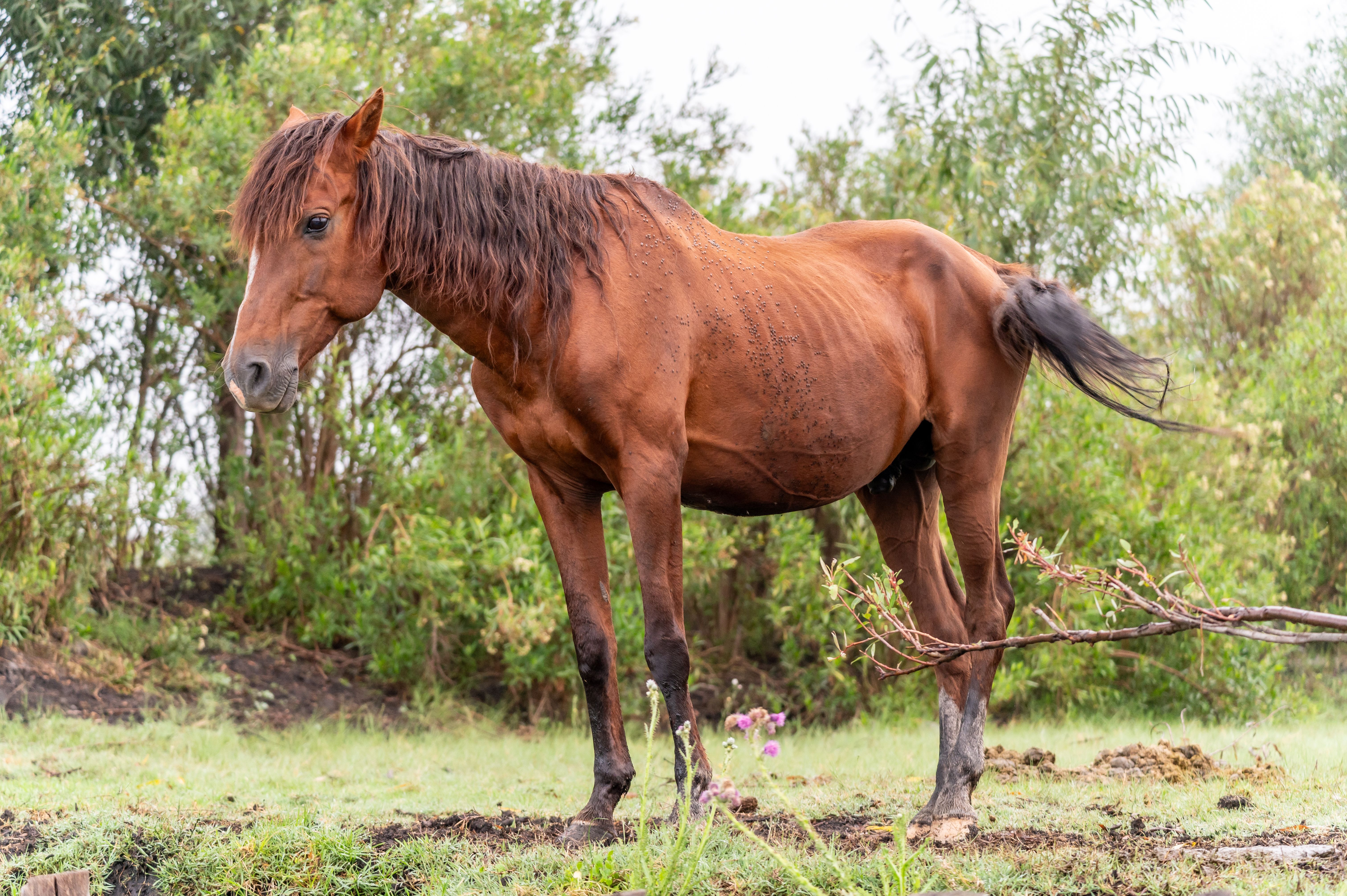 A Brown Horse Standing on a Pasture · Free Stock Photo