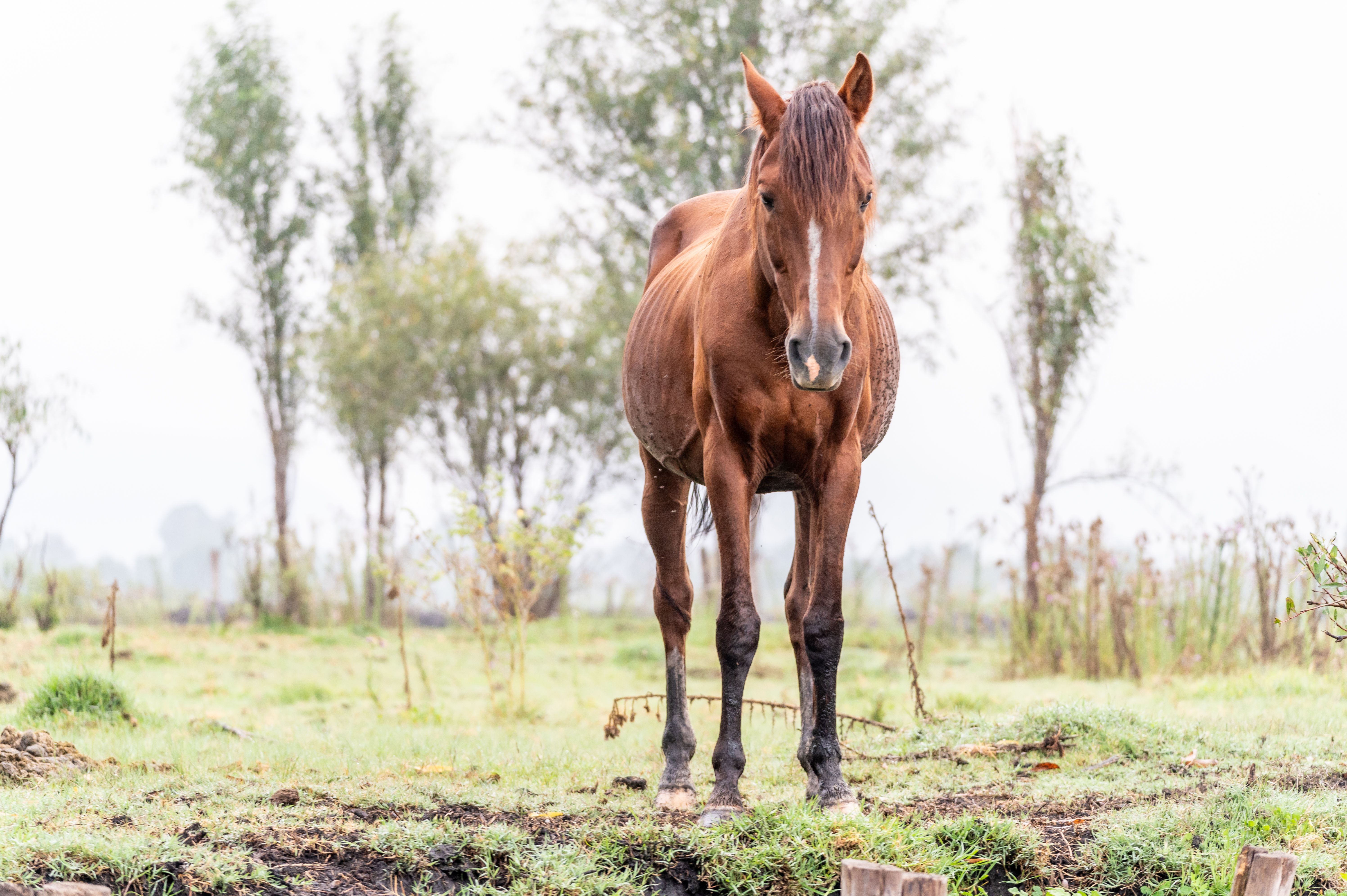 Caballo estabulado