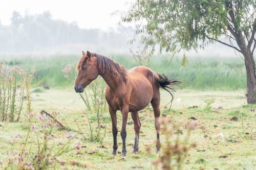 Ingyenes stockfotó állatfotók, barna ló, fák témában