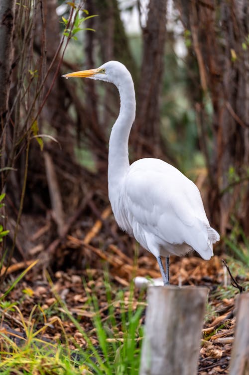 Close-up of an Egret Standing on a Wooden Pole 