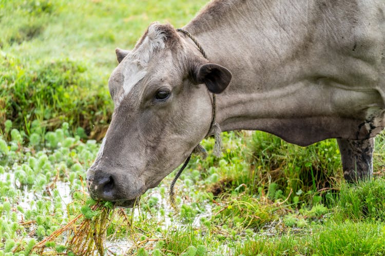 Cow Over Water Puddle