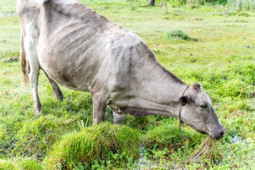 Základová fotografie zdarma na téma fotografování zvířat, hospodářská zvířata, kráva