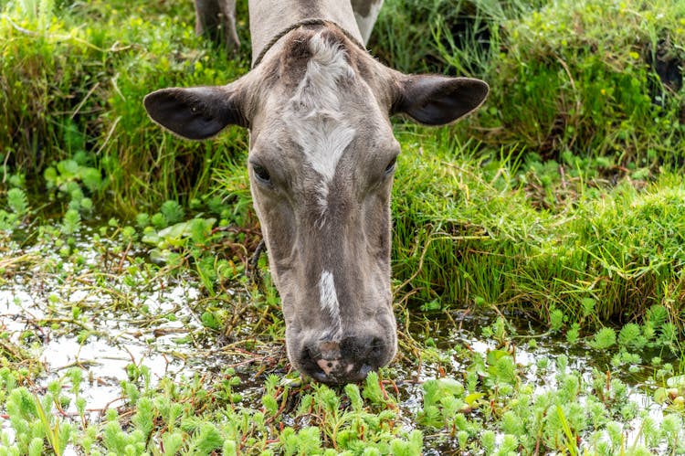 Cow Drinking Water