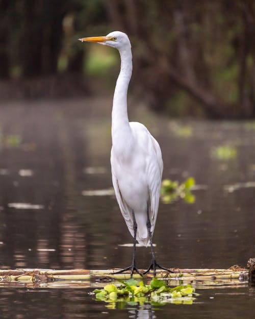 Fotobanka s bezplatnými fotkami na tému fotografie zvierat žijúcich vo voľnej prírode, jazero, príroda