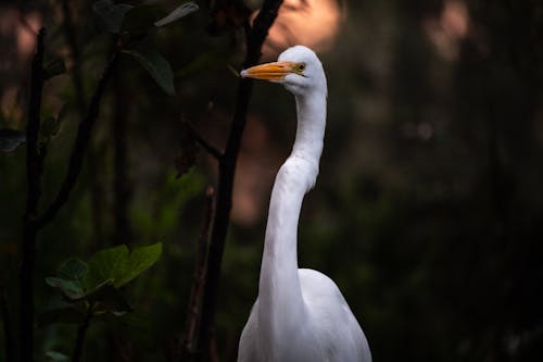 Imagine de stoc gratuită din egret mare, focalizare selectivă, fotografie cu animale sălbatice