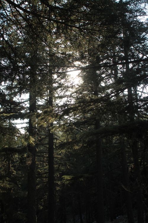 Free A peaceful forest scene with tall trees and sunlight streaming through, capturing nature's beauty. Stock Photo