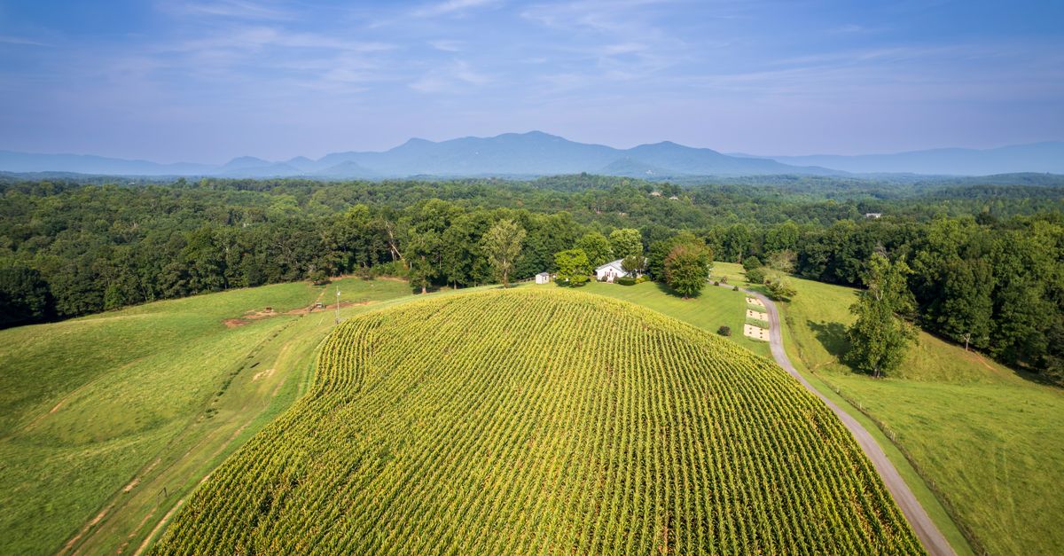 Aerial view of a lush green field and trees in rural Columbus, North Carolina, under a clear blue sky.