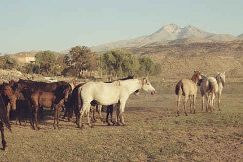 Fotos de stock gratuitas de caballos, fotografía de animales, manada