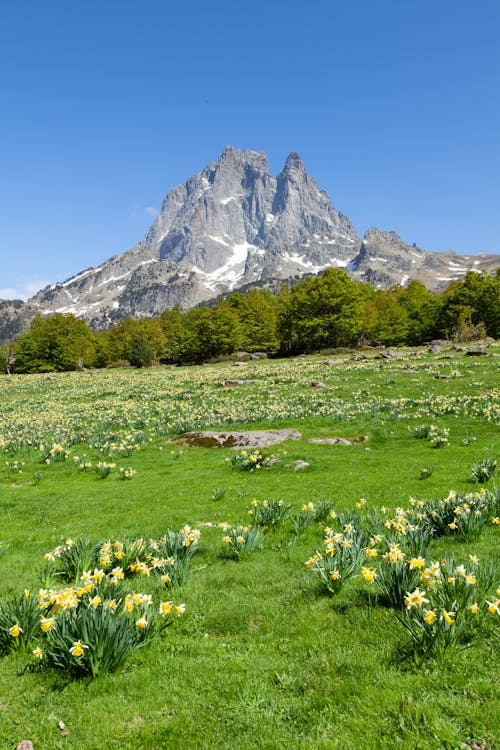 Immagine gratuita di fiori, montagna, natura