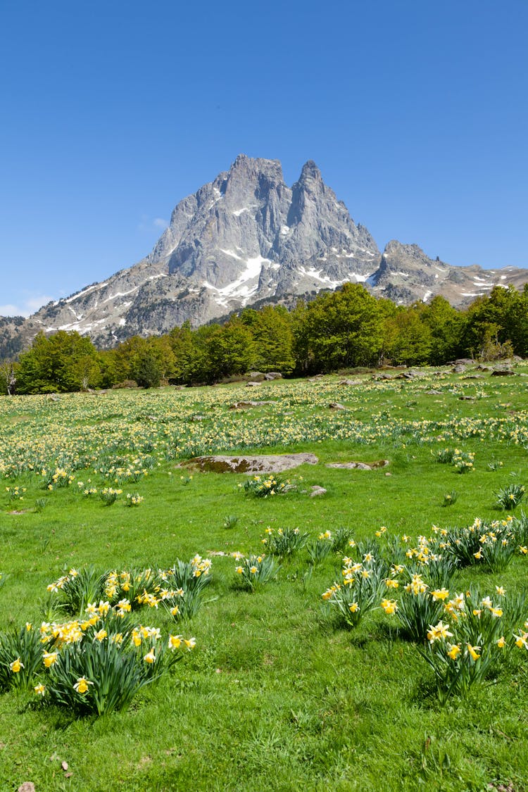 Meaadow And Mountain Behind