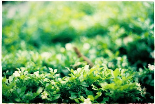 Green Plants Leaves