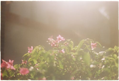 Shrub of Pink Flowers Flooded with Golden Sunlight