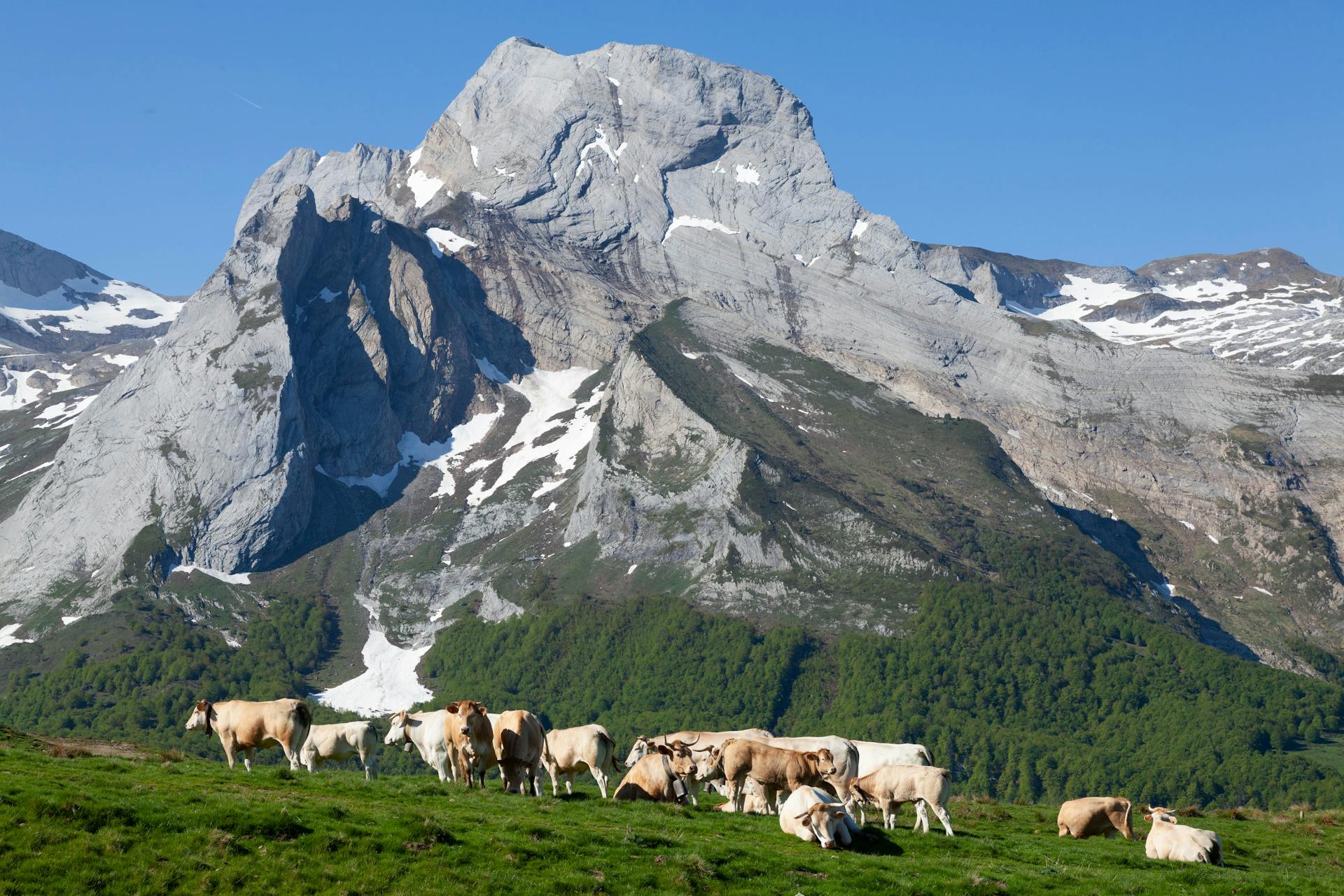 Herd of Cows Grazing in a Pasture Among the French Pyrenees