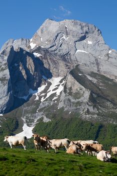 Cattle grazing in a scenic mountain landscape in Laruns, France, against a sunlit backdrop.