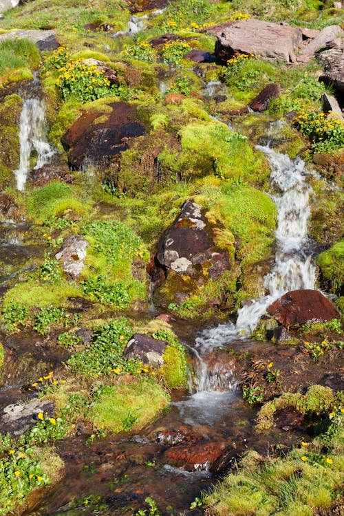 View of a Small Cascade and Moss on the Rocks 